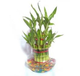 Bamboo Plant - 3 Layer